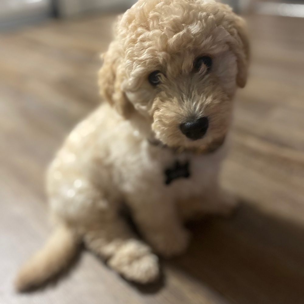 Meet your Posher, Lexi